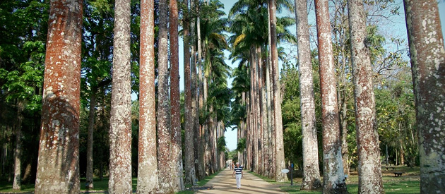 Luiz Paulo critica posição do PT por deixar residências dentro do Jardim Botânico