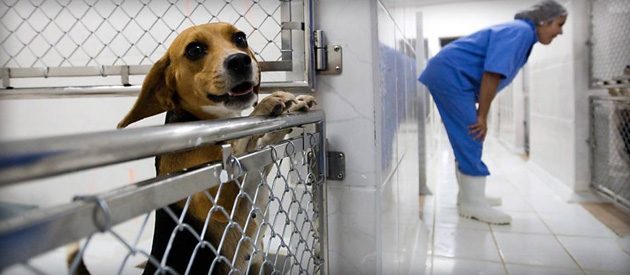 Luiz Paulo repudia testes em animais pelo Laboratório Royal