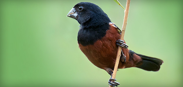 destaque-site-passeriformes