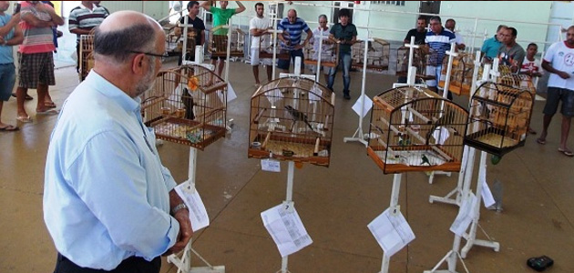 Derrubado veto ao Projeto do deputado Luiz Paulo que regulamenta a criação de passeriformes