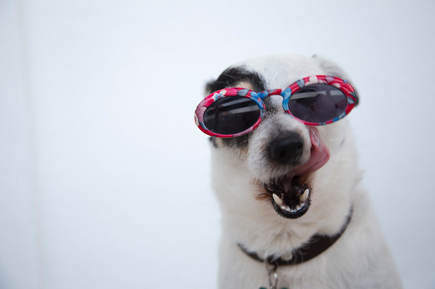 Leia mais sobre o artigo Banho e tosa de animais domésticos deverão ser filmadas e disponibilizadas para donos