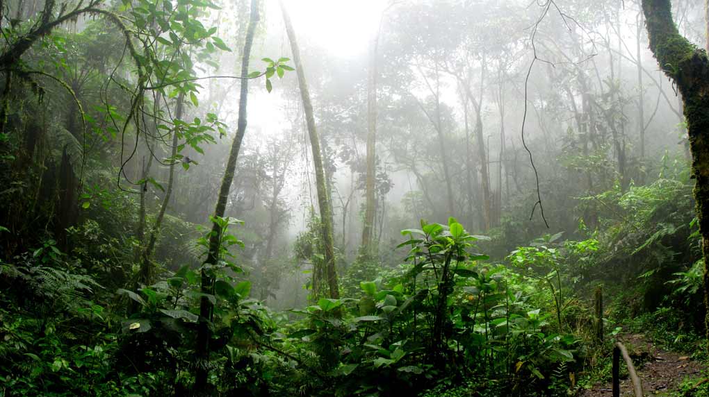 A Amazônia merece atenção, dedicação, investimento