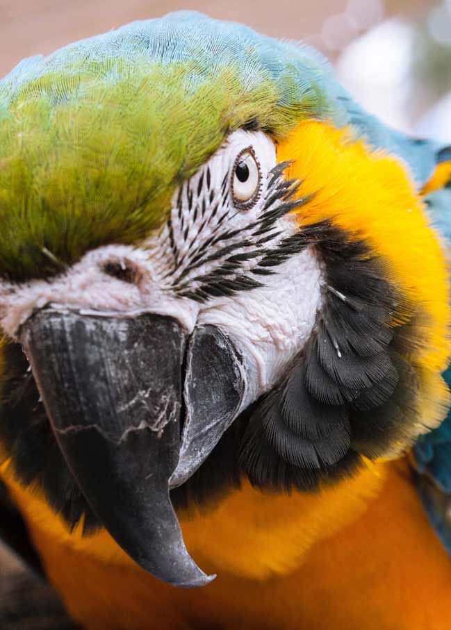 A Amazônia merece atenção, dedicação, investimento 2 A Amazônia merece atenção, dedicação, investimento 1