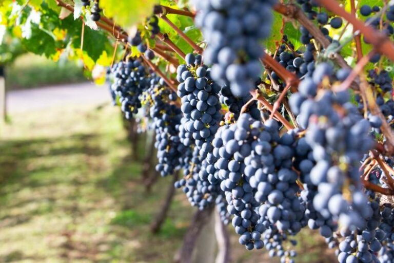Leia mais sobre o artigo A importante questão dos vinhos nacionais, por Luiz Paulo